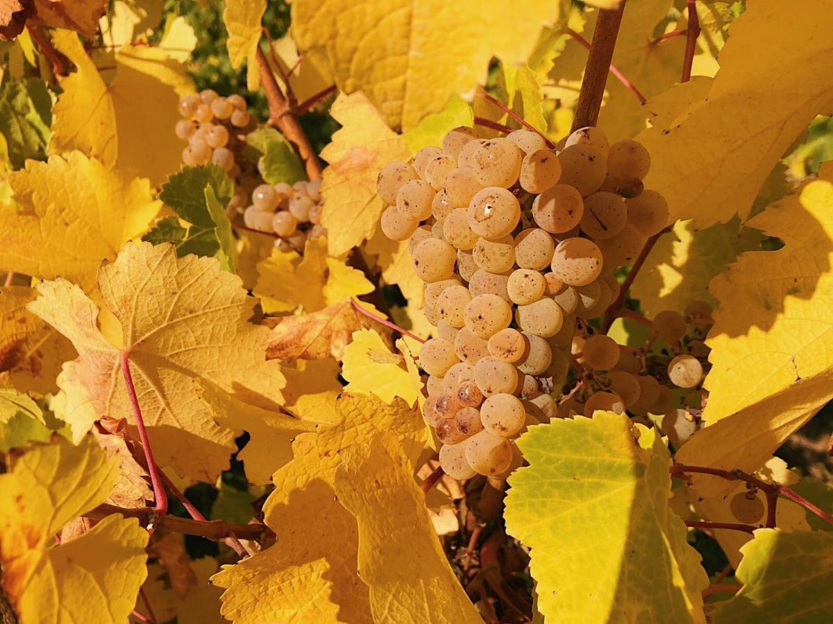 Weingut-aparthotel Olinger Mehring (Rhineland-Palatinate)